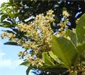 pulasan